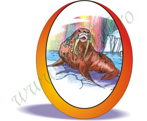 Morsa :: Walrus :: Morse :: Walro&szlig;